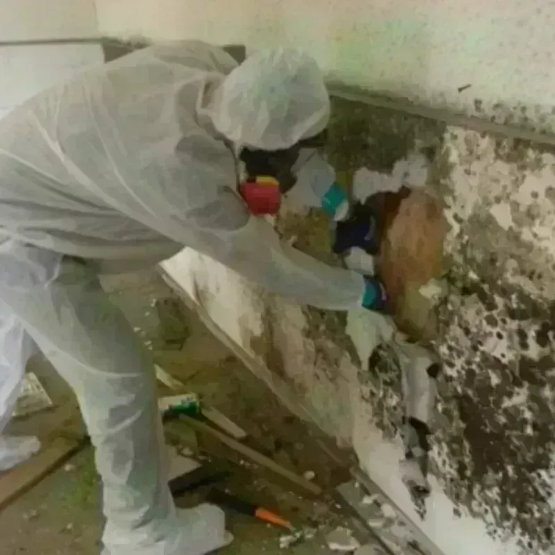 Mold Remediation and Removal in Atherton, CA